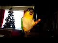 Birb spinning for a cheeto