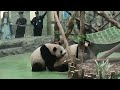 Trip Report Enter the world of giant pandas