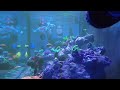 WWC Aquascape Attempt in My 400-Gallon SALTWATER REEF Tank | Did I Nail It?