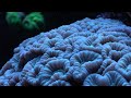 Beautiful 300 Liter REEF TANK from Chris *Reef Relax*