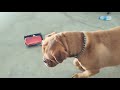 French mastiff thinks YouTube is so wack then can go to he'll