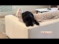 LABRADOR PUPPY'S MORNING ROUTINE!