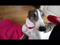 Greyhound adoption - Magnus part 7