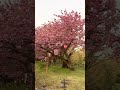 二上山展望台・倶利伽公園　八重桜　BGM:lonely/RAIKA