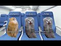 Flights with the Family | Part #1 (first cat meme vid)