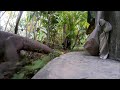 Sri Lanka Scenes Big Lizard