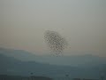 Falcon Attack: Peregrine Divebombs Flock of Starlings