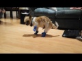 A Dog Tries On Shoes For The First Time