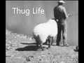 Thug Life-Ram