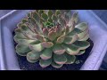 Beautiful Succulents in My Garden | 다육식물 |多肉植物 | Suculentas