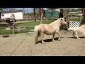 LunaMae - 2 week old Mini Horse