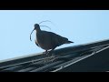 The birds help me tidy the garden - have you ever seen such a pretty and helpful pigeon?