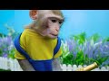 KiKi Monkey challenge Hide and Seek to escape from Prison Maze with Trap | KUDO ANIMAL KIKI