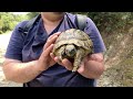 Herping στο Σέιχ Σου Ιούνιος 2023 - νεαρός έφιος, άποδες σαύρες, χελώνες, φρύνοι κι άλλα