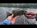 Catching Smallmouth Bass And Brown Trout ( LEHIGH RIVER )