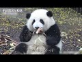 【和花的故事】熊猫界的最顶流，行走的三角饭团，地球上最可爱的熊猫，一度以为自己名叫“果赖”