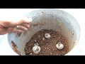 A Basic Container Garden Soil Mix: Number 1 Mistake,  Making a Mix, Drainage & Planting Potatoes
