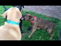 Sweet Cane Corso Tries to Act Tough to His Puppies