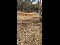 Kangaroos in Canberra