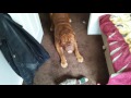 French mastiff wants to go to the dog park but does not want to take a bath
