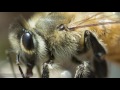 How quickly can bees drink a pint? - Bees of BE #5