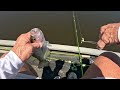 Crappie in the trees.  With livescope footage