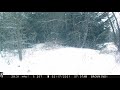 Coyotes in the snow