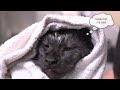 Mr. ViVo the Maine Coon's Royal Bath Session