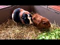 Guinea Pigs Eating Vegetables