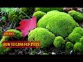 How to Grow a Moss Lawn - Low-Maintenance Grass Alternative - Growing Moss Lawn