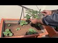 Rooftop Garden in Pakistan | Grow Vegetables on Rooftop | Kitchen Garden on terrace