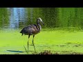 Great Blue Heron Swallowing Carp