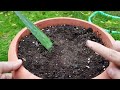 Reproduce aloe vera by leaves or suckers in water - 2 methods - Cut aloe or succulents
