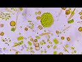 How Do Protozoa Get Around?