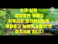 올해 마지막 수국 삽목 장마철에 삽목 하시면 큰 낭패 봅니다 서두르세요