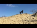 Young Dobermann Rottweiler mix, slowmotion!