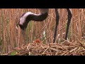 Sweet Baby Crane / The Life of Birds / Crane Chick / Nature Documentary