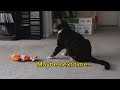 Cat vs. Floppy Fish Toy (sound on) #cat #cats #catlover #catvideos