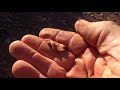 Metal Detecting Gold in Western Australia 2019 pt 6