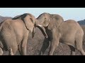 WILD SOUTH | Amazing Nature of Southern Africa Full Documentary