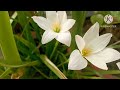 Rain Lily Me Jyada Flowering Ke Tips