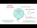 GCSE Physics - What is Red Shift?  #87