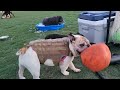 Pickles the bulldog and friends at the park