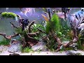 Angelfish tank | tropical aquarium | freshwater tank