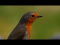 Eurasian Robin Singing,Rødstrupe,Зарянка,Rouge-gorge familier,Roodborst,,coolpix p1000