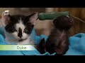 Black And White Kittens Welcome An Oddball Orphan To Their Family | Too Cute!