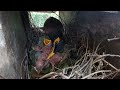 Common myna Birds Feed the baby in the nest well