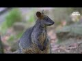 Swamp Wallaby (Black Wallaby) in Slow Motion | 4K Wildlife Footage 🌍 (Wallabia Bicolor)