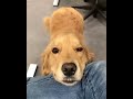 Cutest dogs video compilation  ever ♥️