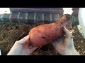 Harvesting My Sweet Potatoes!